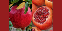 Granat – król owoców dla zdrowia i urody